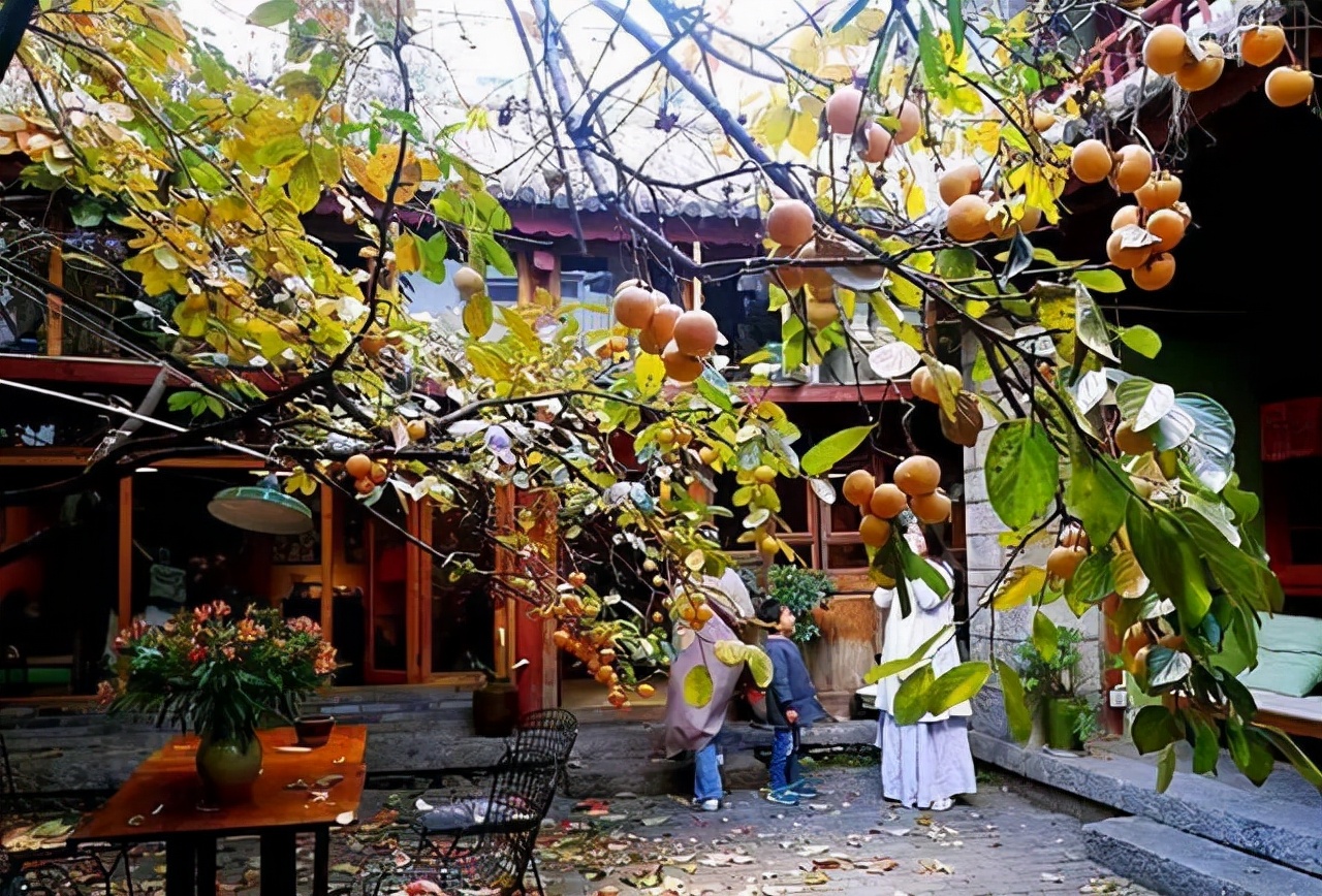 房前屋后种什么树 七种吉祥树，有的花美，有的爱结果，房前屋后种一棵，实用又旺家