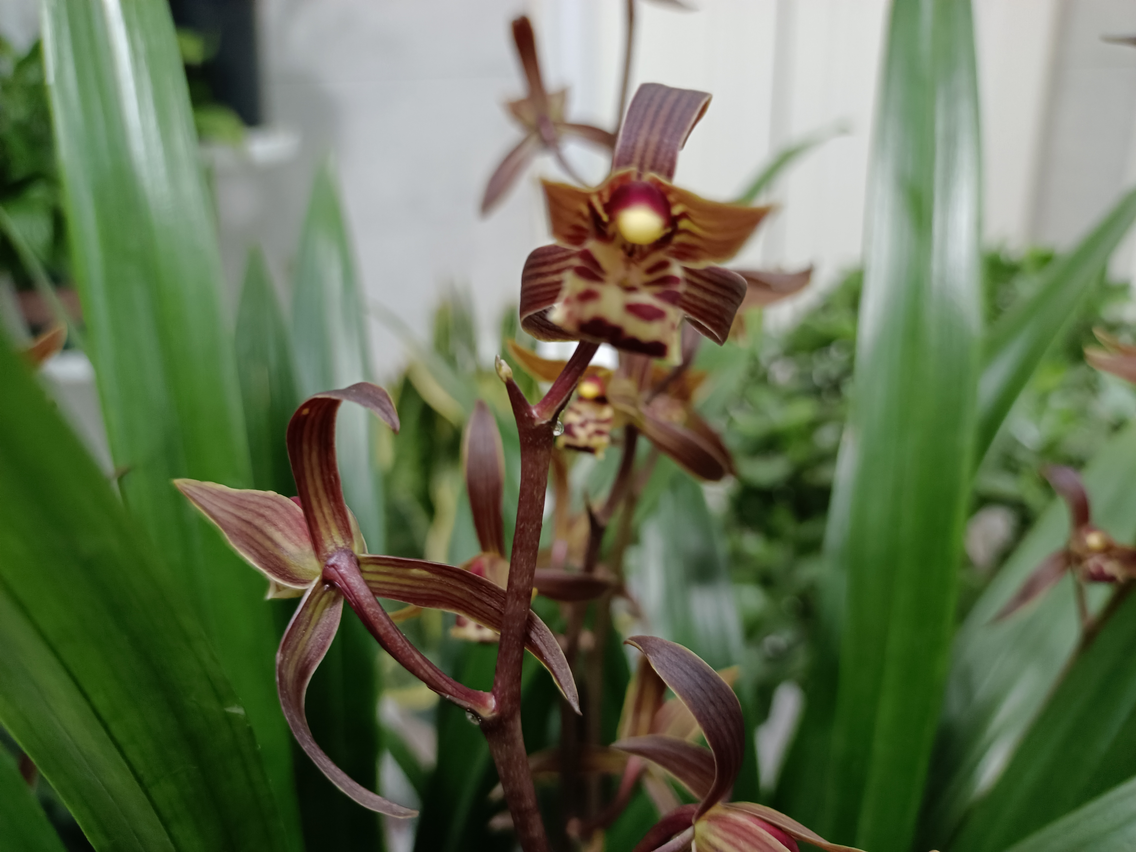 墨兰开花期养护有方法,花香浓,花期长,花后新芽萌发早