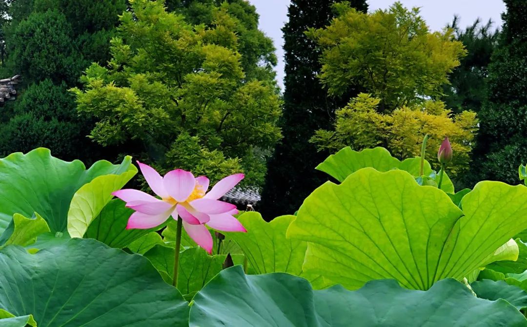 荡漾起满池的温柔~~西山这些地方已被荷花宠坏了！