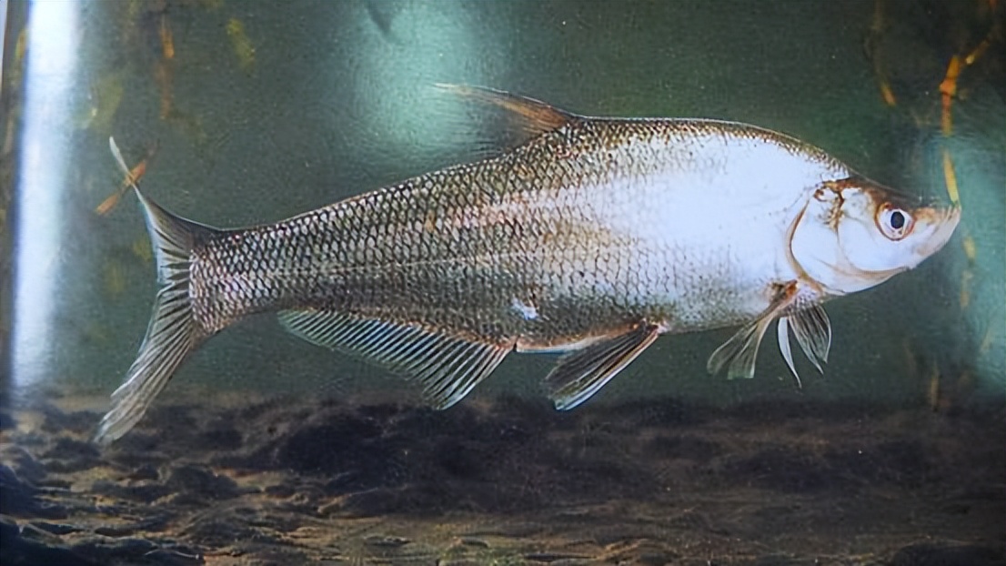 外来鱼翘嘴红鲌在邛海繁殖100吨,味美价好,但为何当地苦不堪言