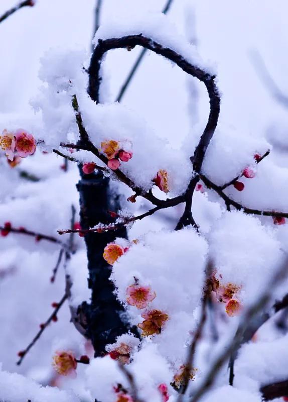 漫舞翩翩梅枝落 雪压梅花枝不折 白雪衬映梅增色 冰清玉洁暗香浮 元姆