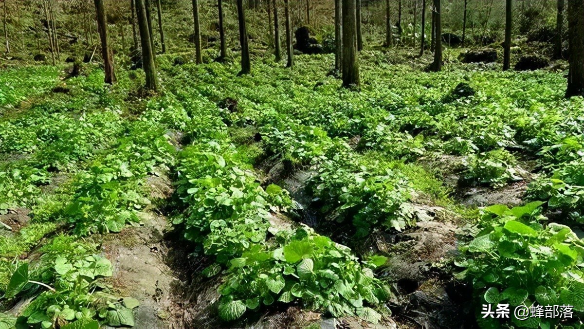 芥末的主要成分,日本單根賣到3500日元,我國也有,上山多留意