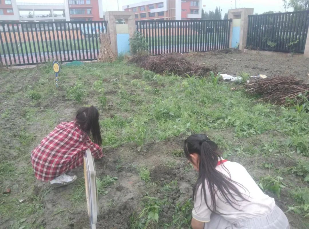 快乐劳动 幸福童年｜记双流区实验小学外国语学校劳动系列课程