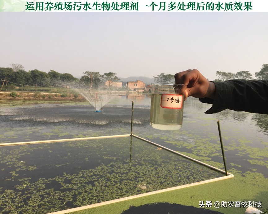 养殖场废水两种低成本快速处理技术，短时间解决环保问题