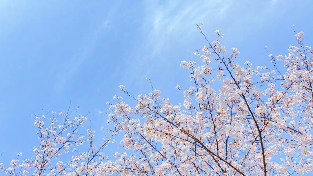 浙大樱雨，许你浪漫春光！每一张都可以做壁纸