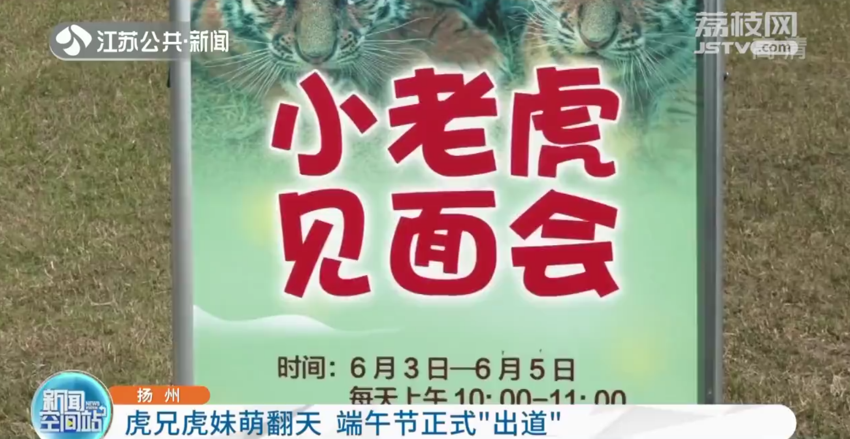 扬州：萌虎兄妹端午“出道”你给起个名？