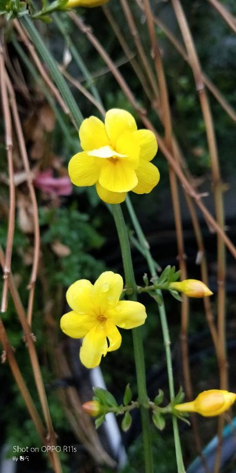 石榴花幾月開,石榴花幾月開花
