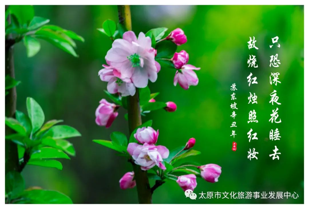 线上展览|“山河春意 锦绣太原——花的世界”主题摄影线上图片展（十）