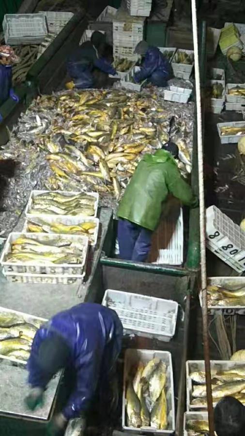 ​1斤能卖6000元！7.1斤野生大黄鱼被捞，渔民：40年来第一次遇