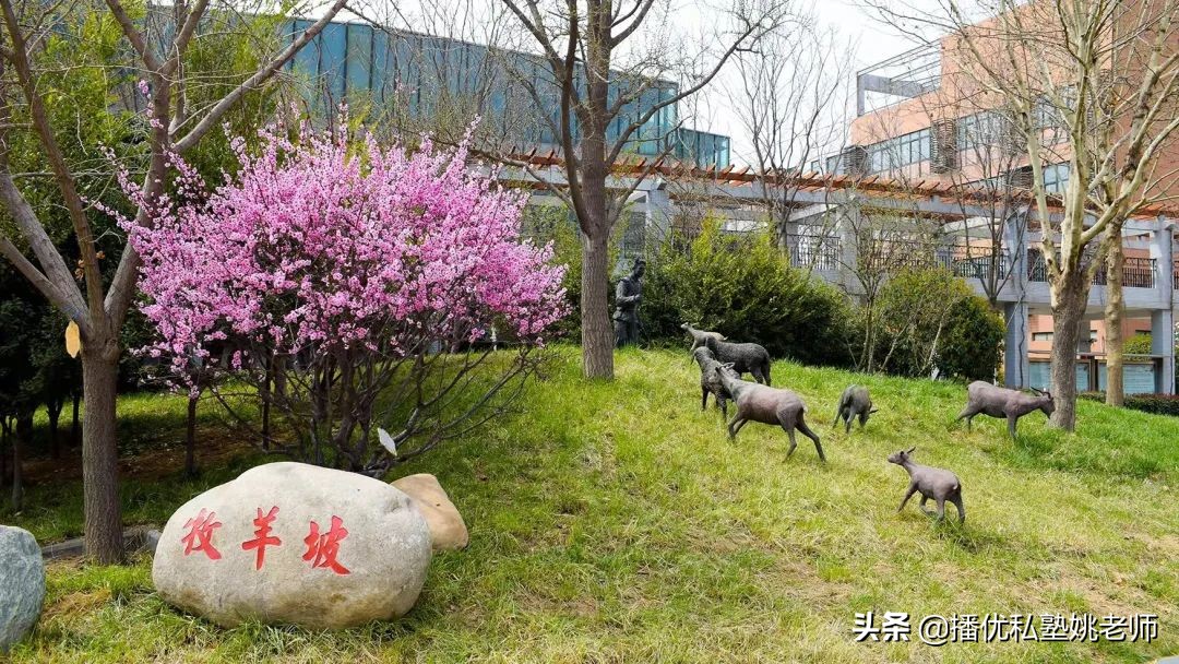 郑州中考一批次志愿怎么选？播优推荐的这几所高中都很热门