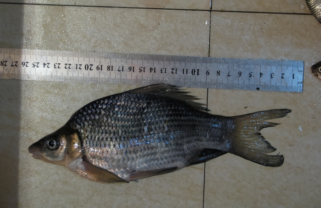 这种黑鲤鱼叫"岩原鲤",若捕捞到请放生:吃不得也钓不得