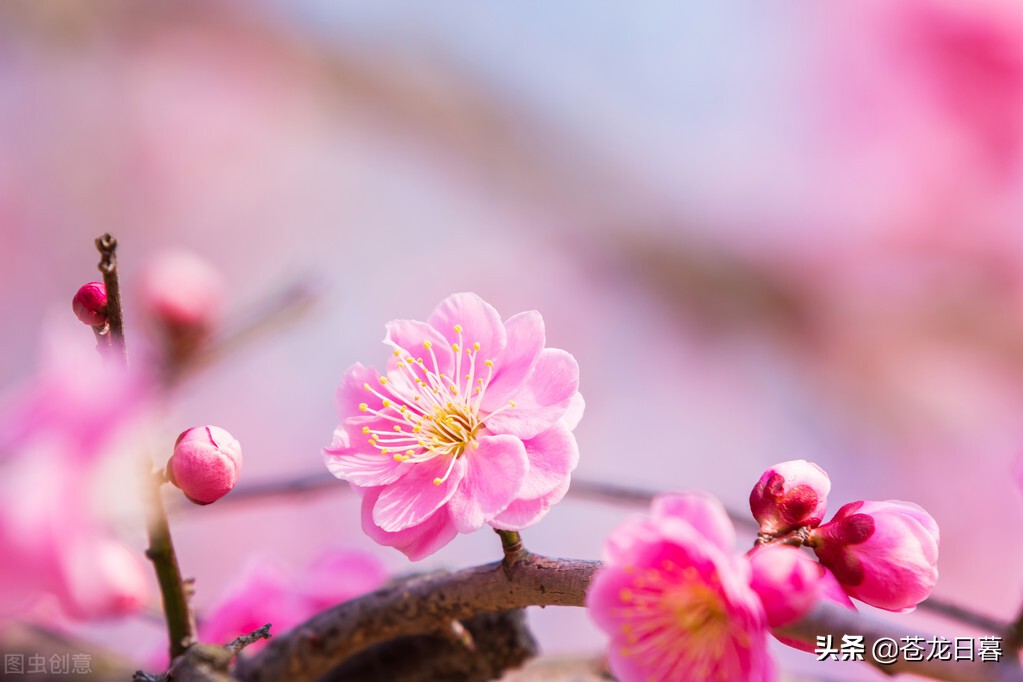 春天赏景发朋友圈时，文案这样写最美