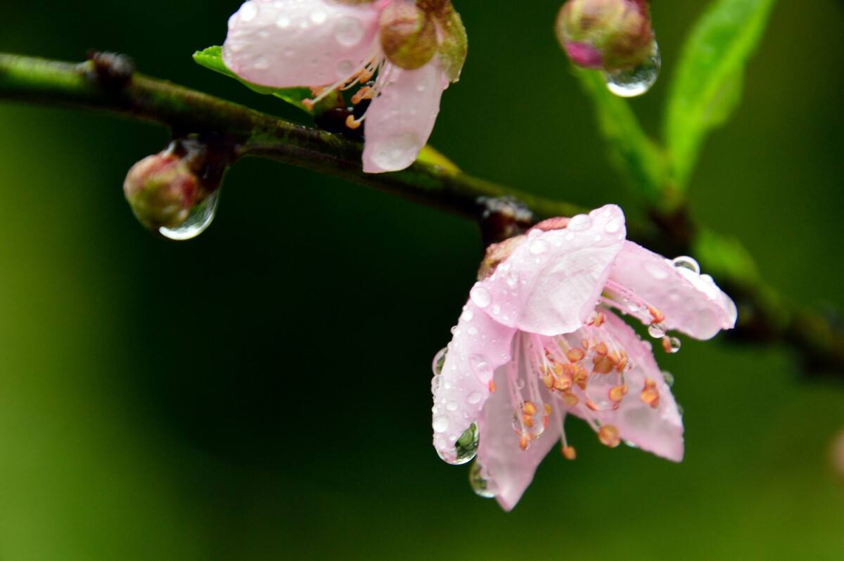 14首诗词：杏花遇上春雨，一滴雨落，一朵花开，便是整个江南……