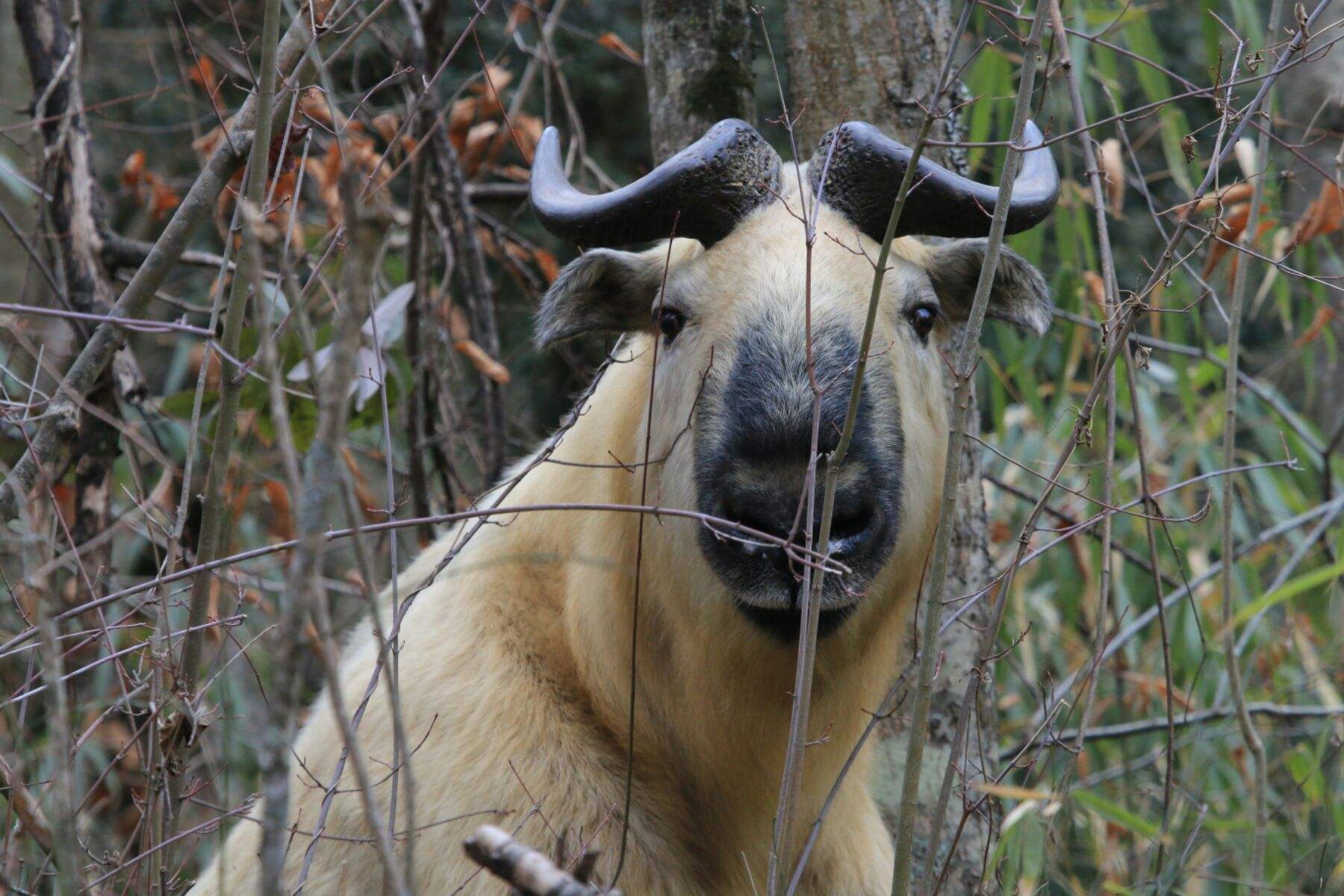 小青龙多少钱(我国毒蛇小青龙) - 价格百科