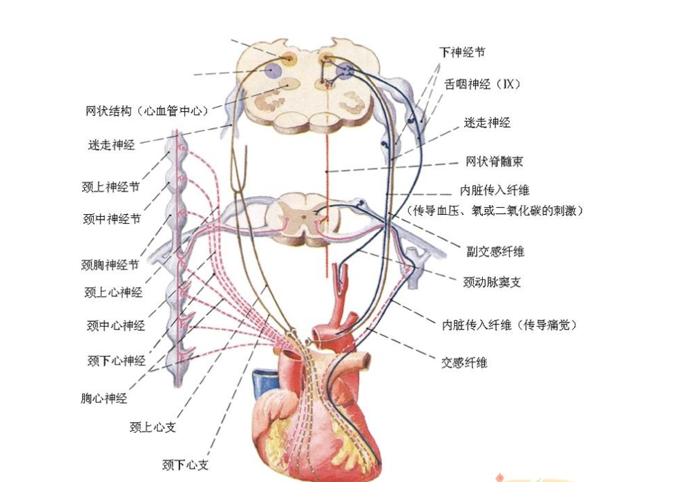 冠心病持续3年，上个月造影结果显示80%，是否需要心脏支架？