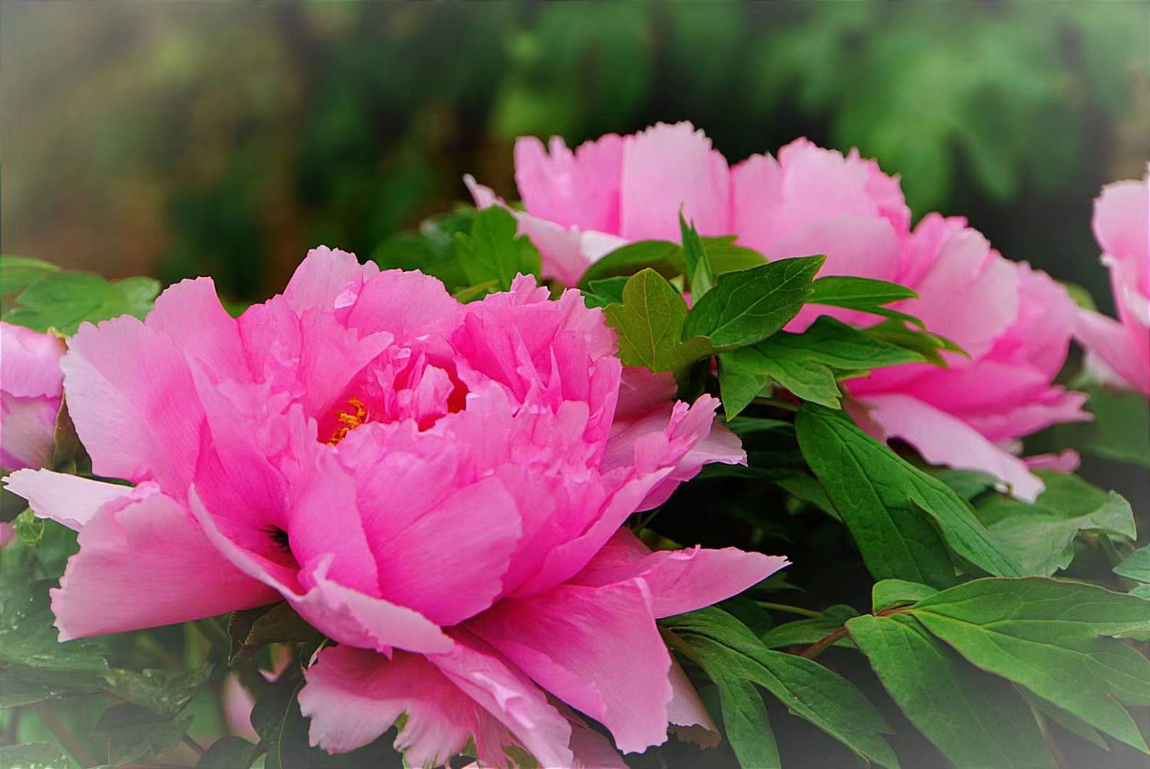 我说牡丹 风流还是洛阳客,心花怒放动长安