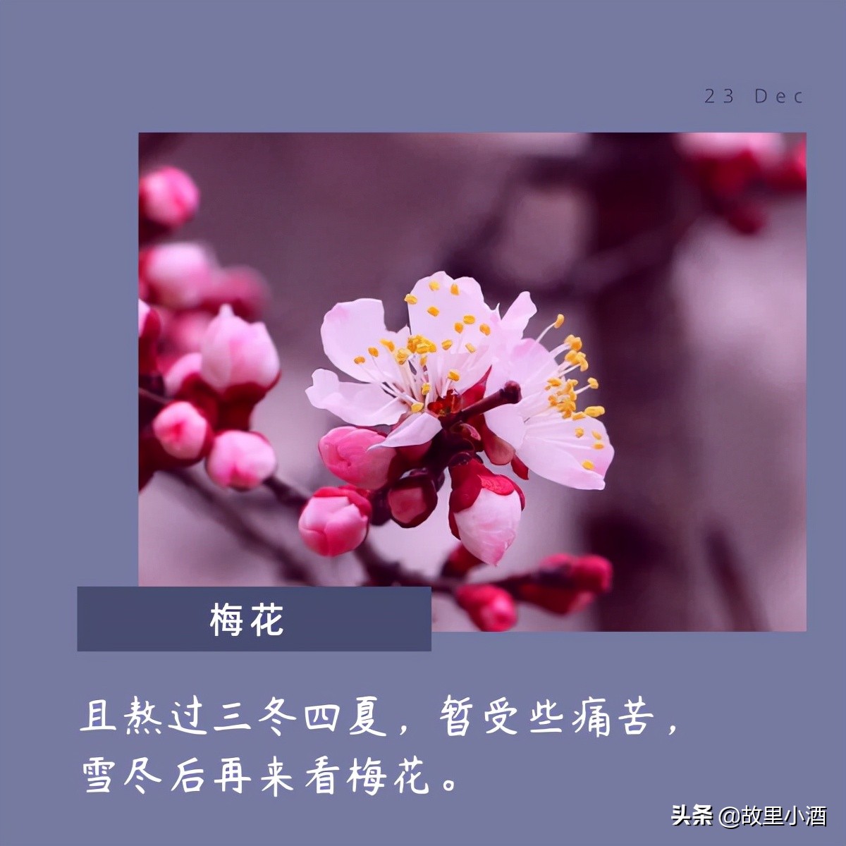 有关花的唯美句子：秋日薄暮，用菊花煮竹叶青，人和海棠俱醉