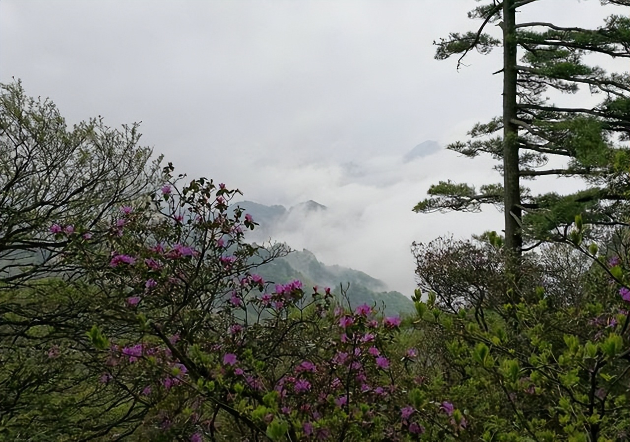 河南省内周末如果可以自由行，我还是想去这三个地方赏花看水观山