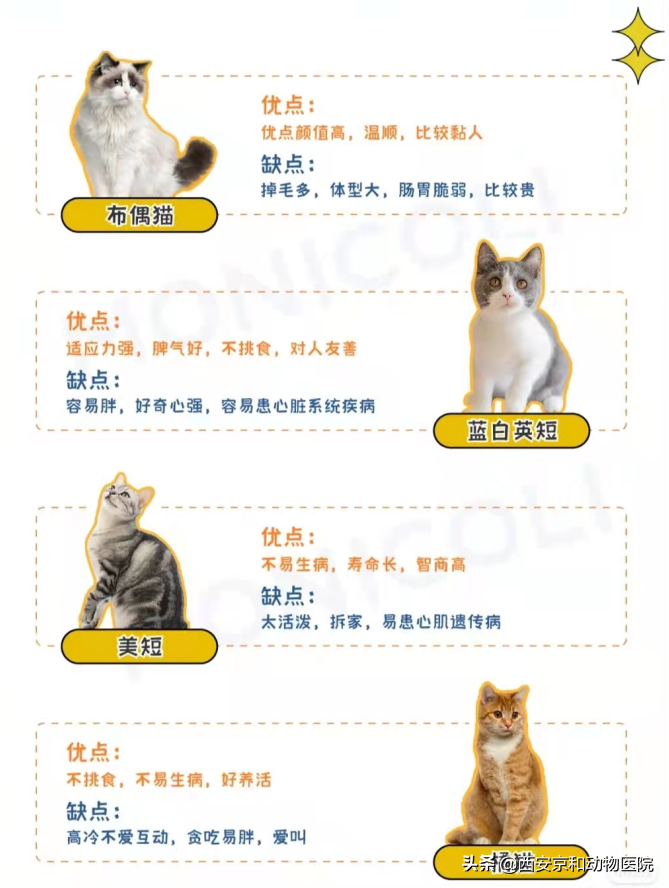 长毛狸花猫品种大全（20种常见猫优缺点大合集）