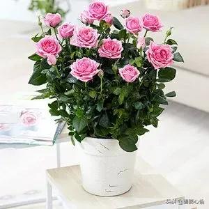 室内玫瑰花怎么养才不会枯萎，室内盆栽玫瑰花的方法