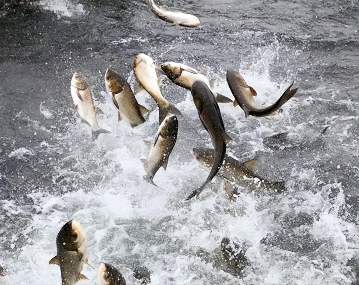 秦始皇为什么把“寡人”改成“朕”，有何深意？