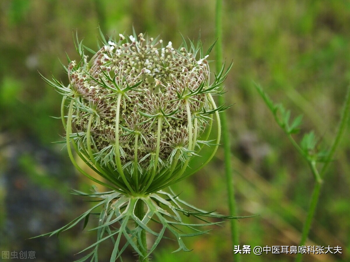耳为清气之海！耳鸣了，一味药塞耳朵里，塞好为止