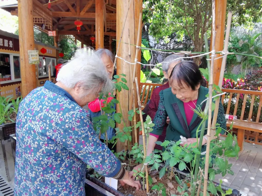 揭秘：国德小菜园为何惹人爱？