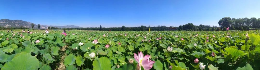 荡漾起满池的温柔~~西山这些地方已被荷花宠坏了！