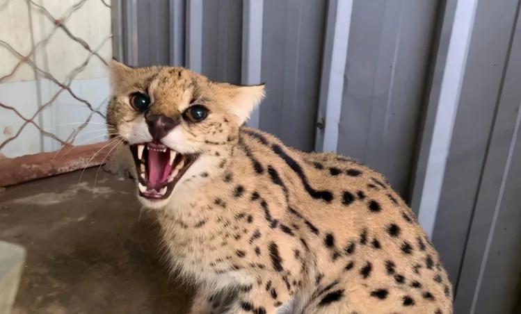 生活在非洲大草原的黑夜之子:薮猫