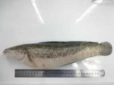 一扫而空!生鱼冬季常见的这几大病害及防控措施,你不可错过