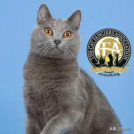 猫咪这么可爱!居然要制裁TA