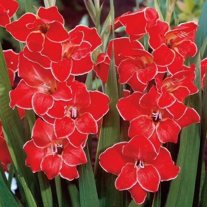 花朵美图｜温柔甜美的初吻、大丽花、耧斗菜花朵合集160张