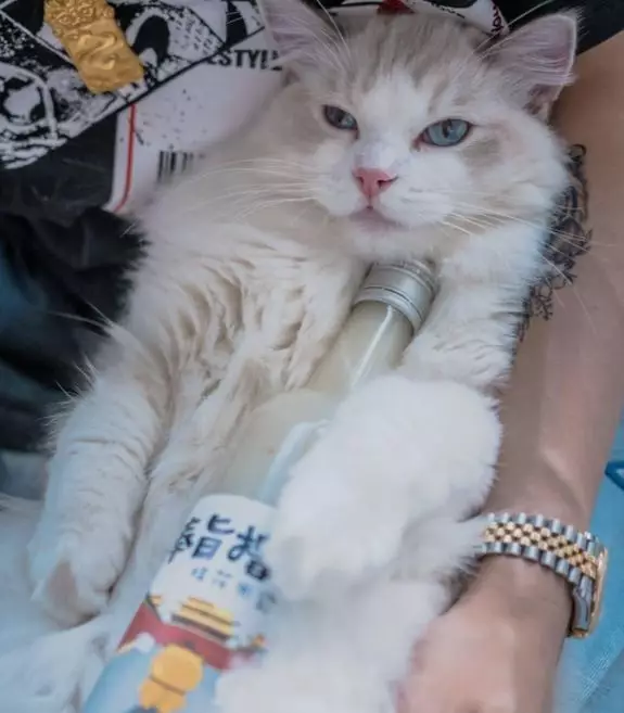 过年买什么年货给爸妈（买年货过大年）