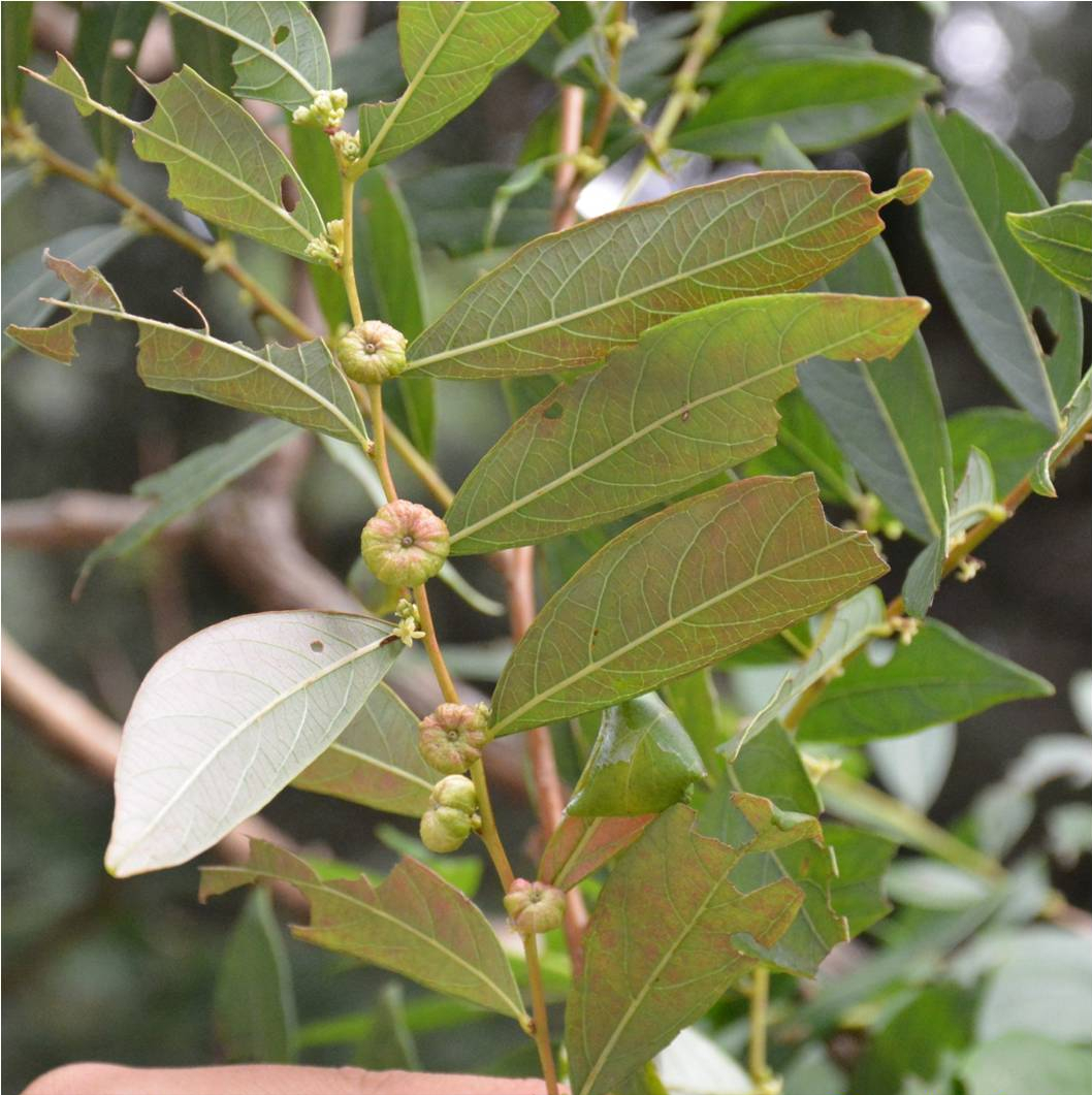 它有一个奇怪的名字叫算盘子,果实像小南瓜能治牙痛,你认识吗?