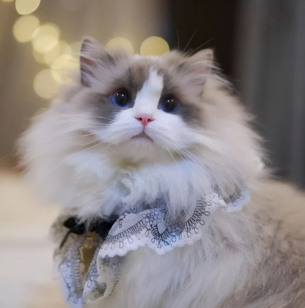 布偶猫价格多少钱一只（布偶猫难养吗）