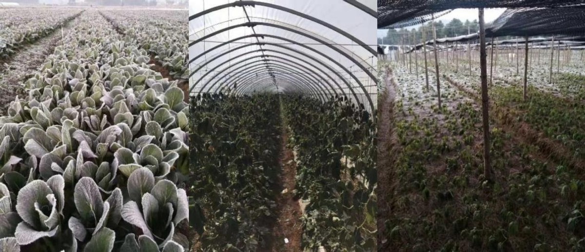 芸苔素能防寒抗冻？这篇文章告诉你真相