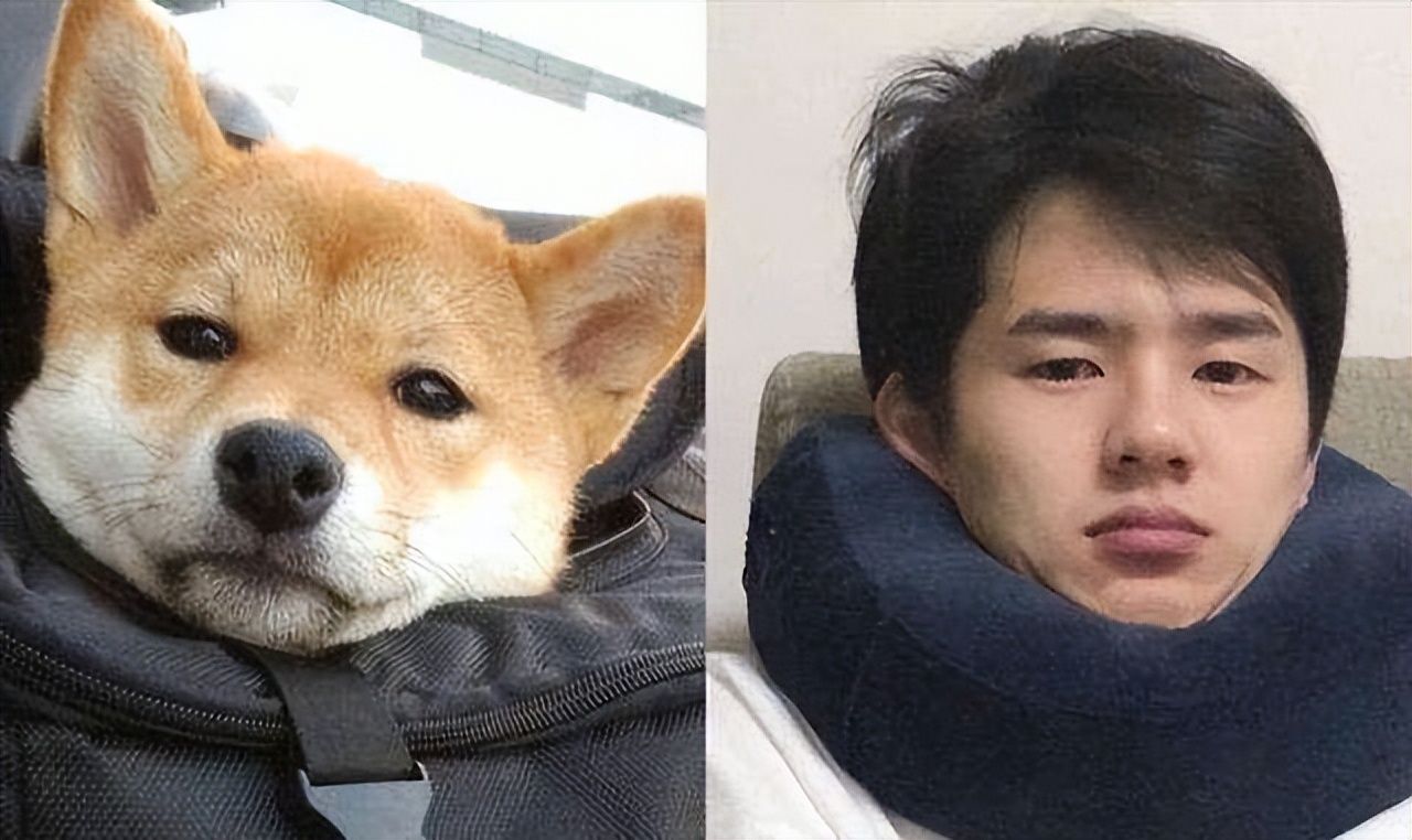 盘点跟狗“撞脸”的明星，网友：刘昊然跟柴犬，简直一模一样