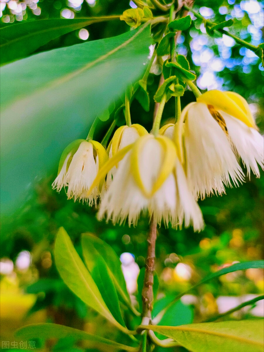 一花一世界，人间最美花相伴，真爱祝福送最爱，深情思念刻心上