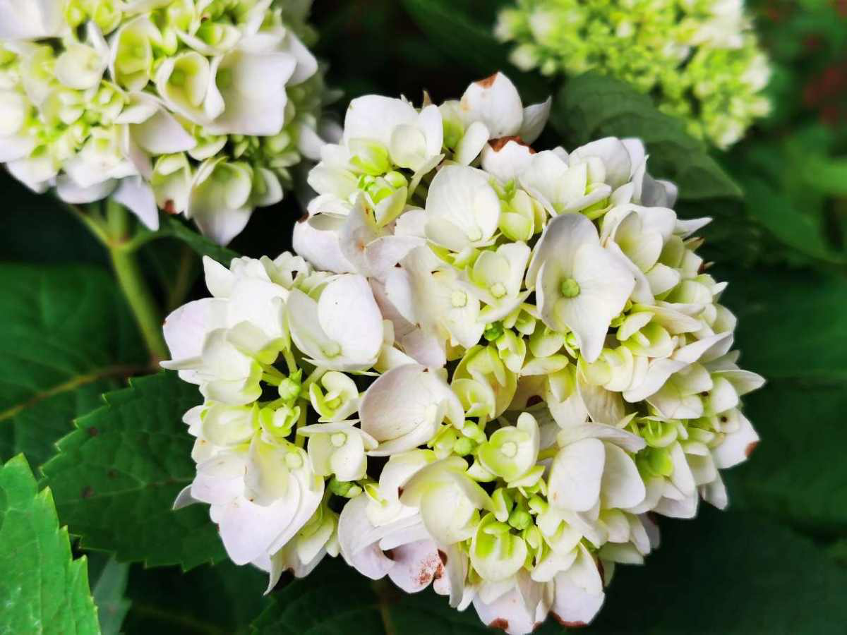 花的種植,花的種植方法和過程