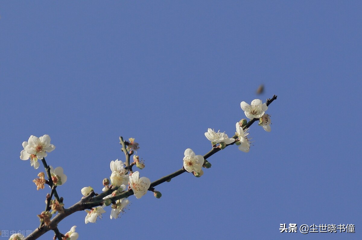 天涯漂泊的游子悲痛万分，看到窗外一树梅花，写下一首很伤感的词