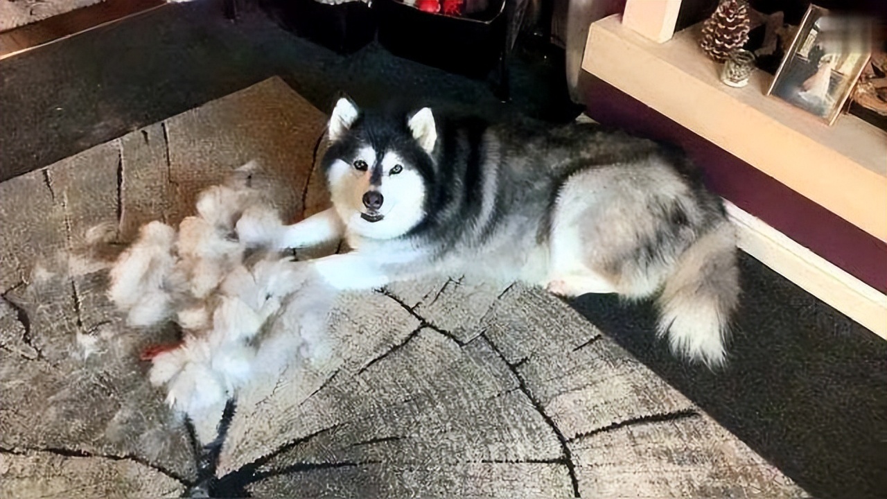 阿拉斯加犬的“好与坏”，别说你养它那么久，还没看明白