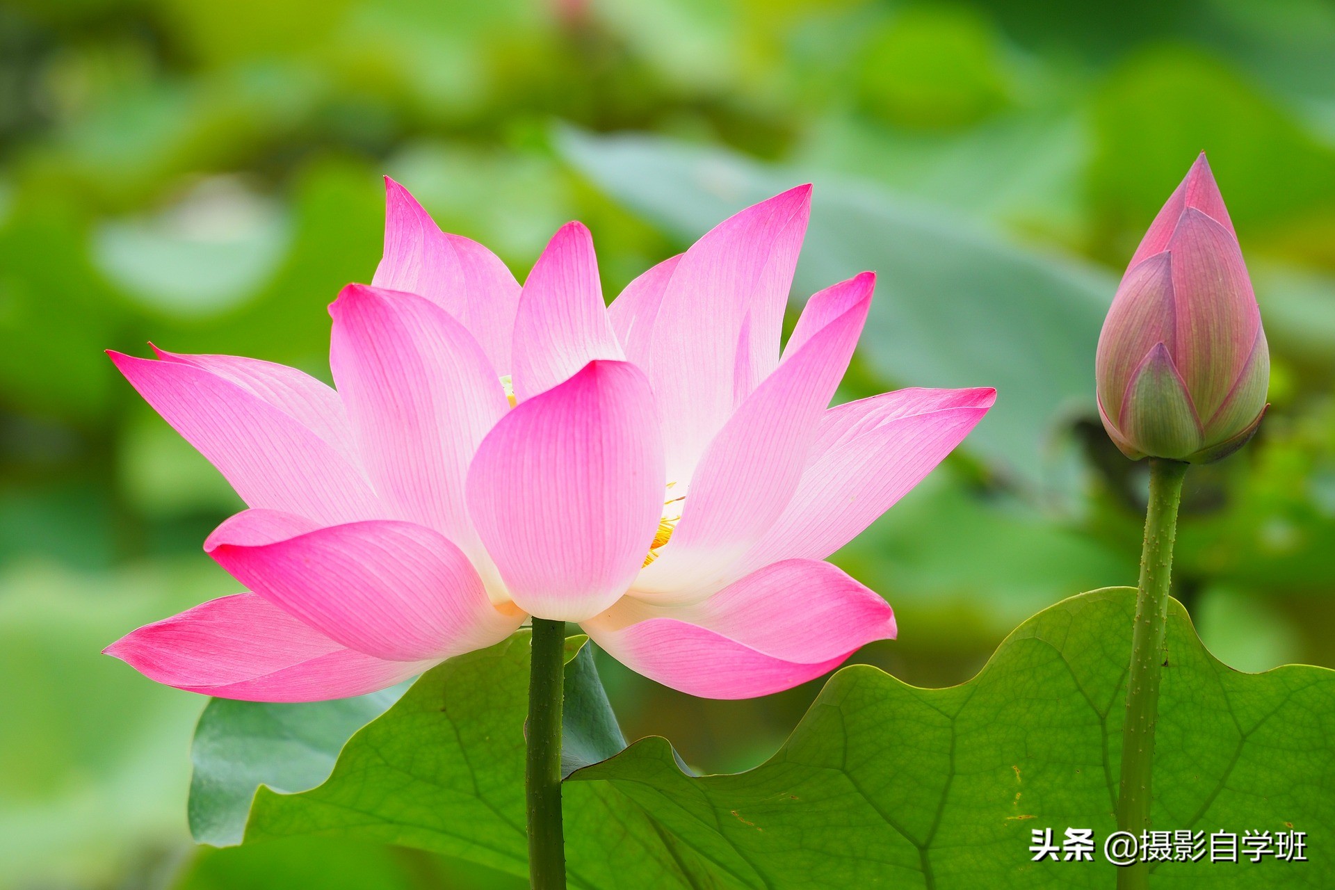 荷花攝影10個構(gòu)圖技巧，拍荷花用對構(gòu)圖，事半功倍
