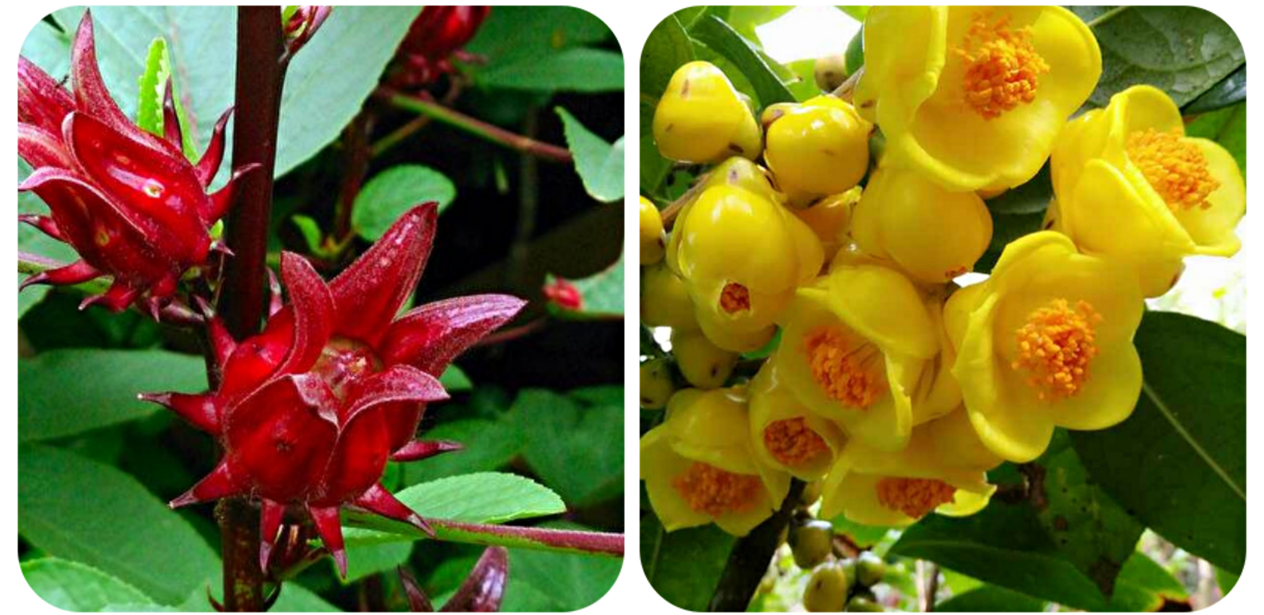 120种野菜介绍，图名并茂，快来认识一下！涨知识不吃亏