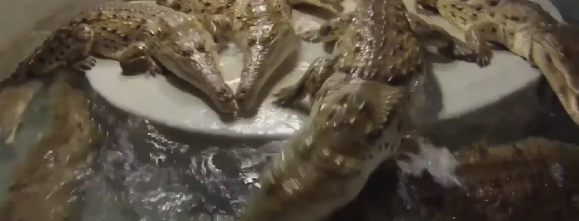 钓鱼佬开水族馆70年不营业，繁育出全球濒危的“黄金大鳄”