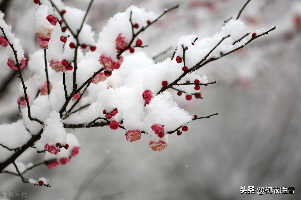 迎年雪梅明丽诗词七首：雪里开花白于雪，雪里梅花次第开