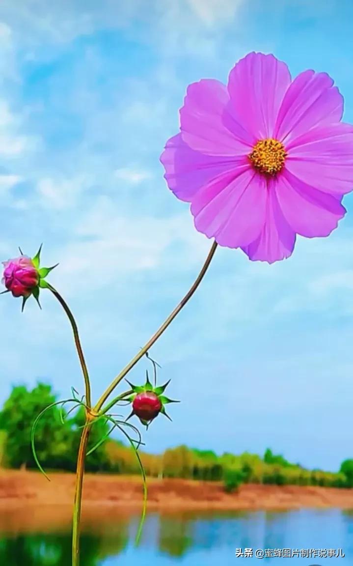 百花争春，娇艳欲滴，赏心悦目