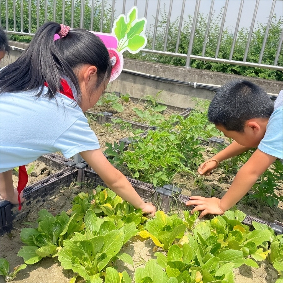 “蔬”香为伴，“勤”满校园｜中和小学开展“空中农场”种植活动