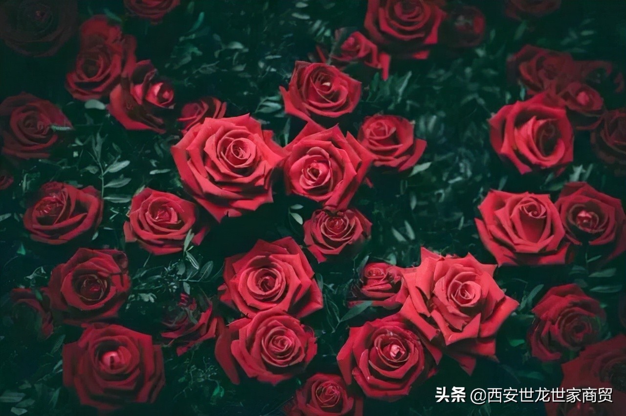 女生最希望收到什么礼物（女神节送女朋友什么比较好）