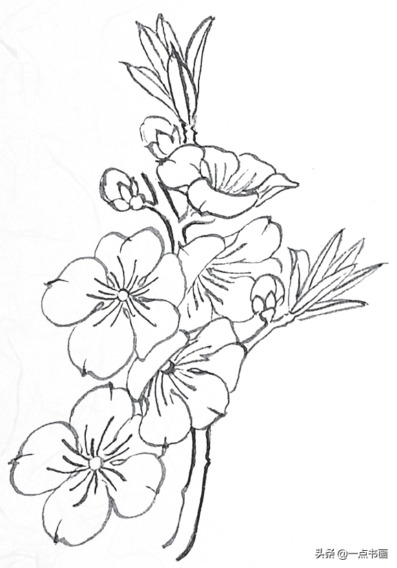 桃花简笔画简单又好看白描玉兰花与桃花画法步骤
