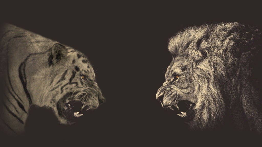 职场大猫初长成，你是狮型还是虎型人格？